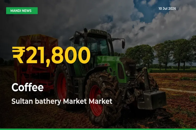 Coffee Hits Fresh High in Sultan bathery Market Today