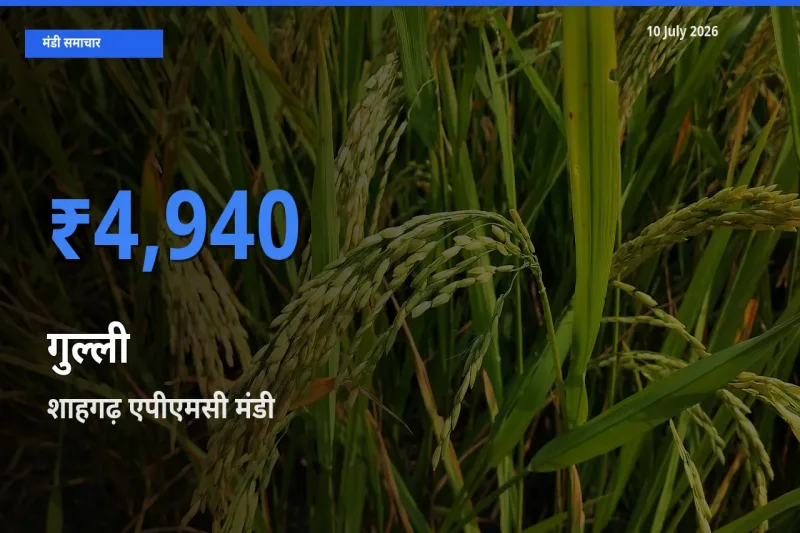 आज गुल्ली के सबसे ऊँचे दाम ₹4,940 शाहगढ़ एपीएमसी मंडी में