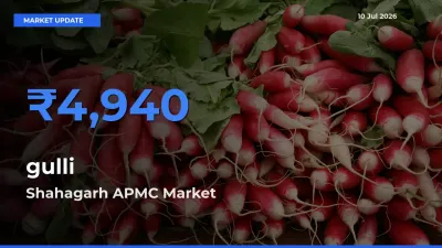 Top Performer! Shahagarh APMC Offers Best gulli Price Today