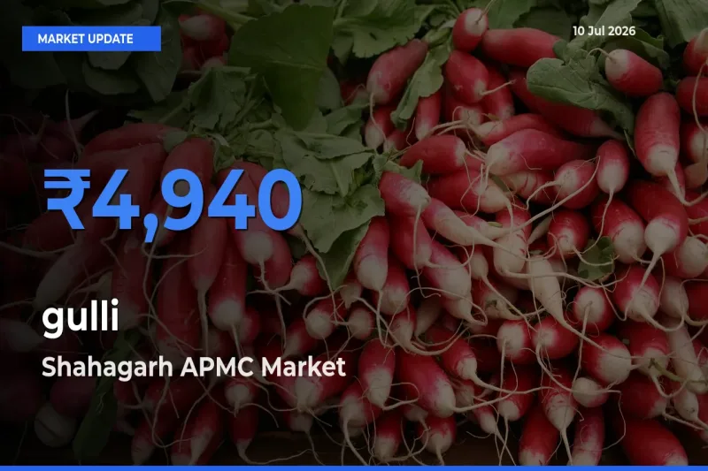 Top Performer! Shahagarh APMC Offers Best gulli Price Today