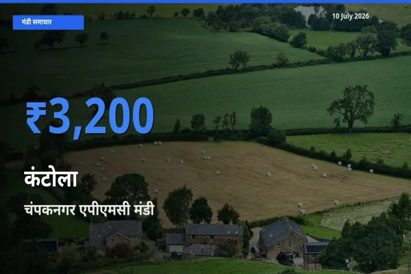 आज का मंडी भाव: कंटोला के सबसे ज़्यादा दाम चंपकनगर एपीएमसी में