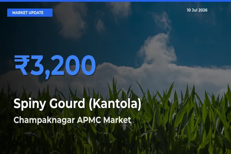 Champaknagar APMC Emerges as Top Mandi for Spiny Gourd (Kantola) Prices Today