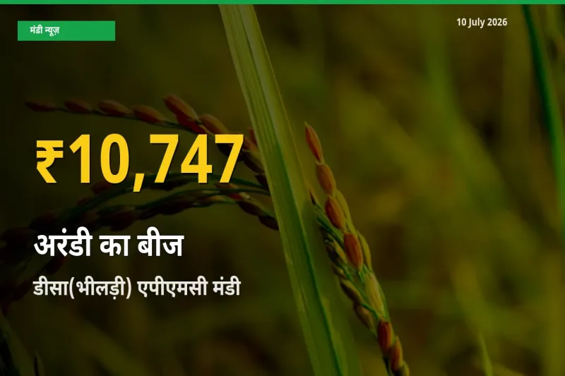 आज का मंडी भाव: डीसा(भीलड़ी) एपीएमसी में अरंडी का बीज सबसे ऊँचे स्तर पर