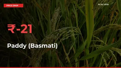 Paddy (Basmati) Prices Drop 21.15% in 24 Hours at Major Mandis