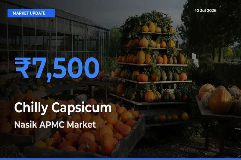Nasik APMC Records Highest ₹7,500 Rate for Chilly Capsicum