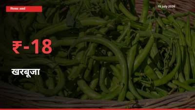 17.66% की गिरावट! मंडी में खरबूजा के दाम अचानक टूटे
