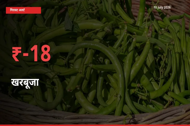 17.66% की गिरावट! मंडी में खरबूजा के दाम अचानक टूटे