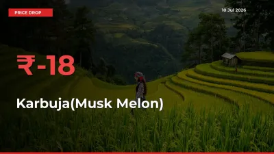 Karbuja(Musk Melon) Mandi Rate Today: Prices Fall 17.66% at Market
