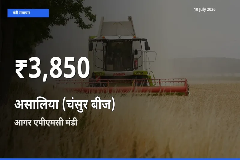 रिकॉर्ड गिरावट नहीं, लेकिन 30 दिन का न्यूनतम! आगर एपीएमसी में असालिया (चंसुर बीज) के दाम फिसले