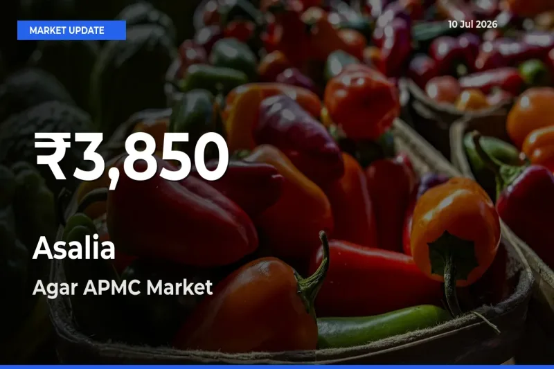 Why Asalia Prices Slumped in Agar APMC – 30-Day Low Today