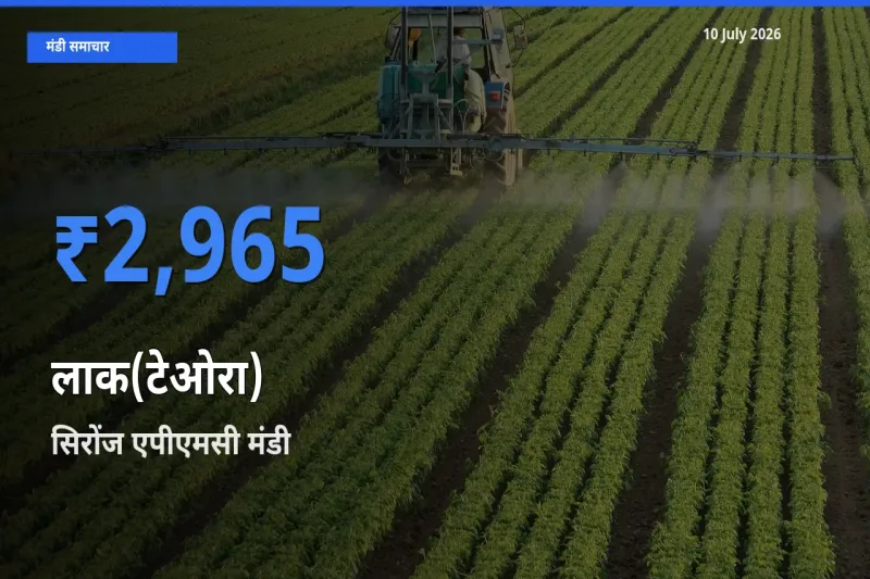 आज लाक(टेओरा) के सबसे ज़्यादा दाम सिरोंज एपीएमसी मंडी में दर्ज