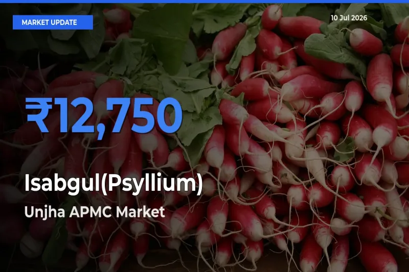 Unjha APMC Records Highest ₹12,750 Rate for Isabgul(Psyllium)