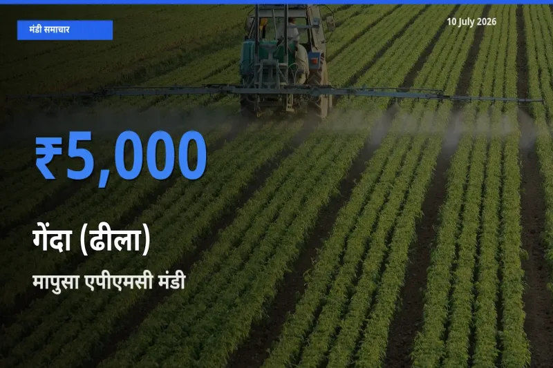 आज गेंदा (ढीला) के सबसे ऊँचे दाम ₹5,000 मापुसा एपीएमसी मंडी में