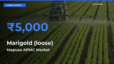 Mapusa APMC Emerges as Top Mandi for Marigold (loose) Prices Today