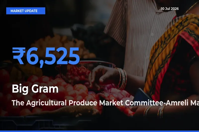 The Agricultural Produce Market Committee-Amreli Leads as Top Mandi for Big Gram Prices