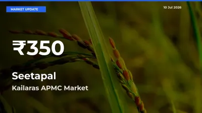 Seetapal Falls to ₹350 in Kailaras APMC – 30-Day Lowest Rate