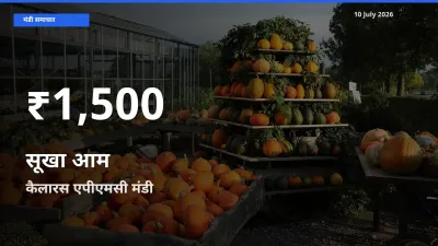 तेज़ गिरावट! कैलारस एपीएमसी में सूखा आम के दाम 30 दिन के निचले स्तर पर