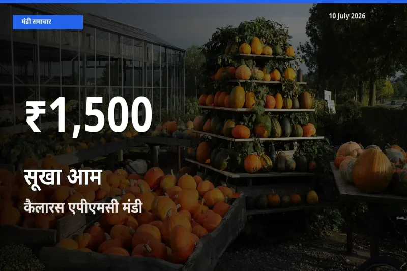 तेज़ गिरावट! कैलारस एपीएमसी में सूखा आम के दाम 30 दिन के निचले स्तर पर
