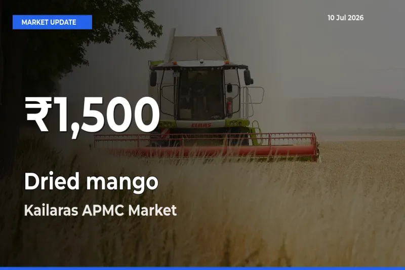 Dried mango Falls to ₹1,500 in Kailaras APMC – 30-Day Lowest Rate