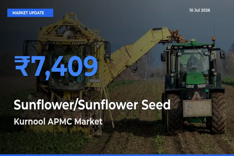 Farmers Prefer Kurnool APMC as Sunflower/Sunflower Seed Hits Highest Rate