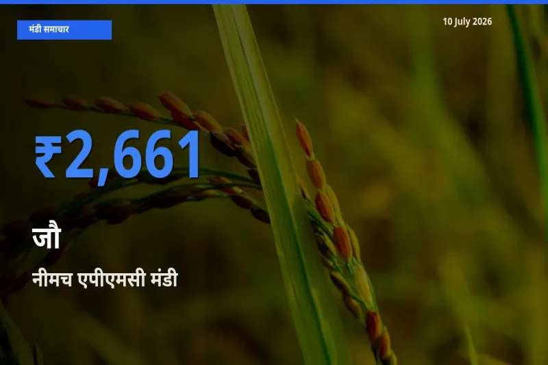 10 July अपडेट: जौ के सबसे ऊँचे दाम नीमच एपीएमसी मंडी में