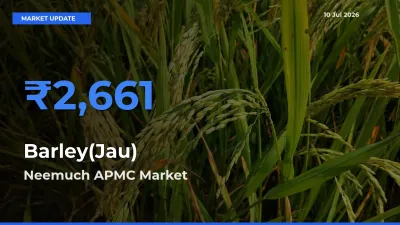 Neemuch APMC Emerges as Top Mandi for Barley(Jau) Prices Today