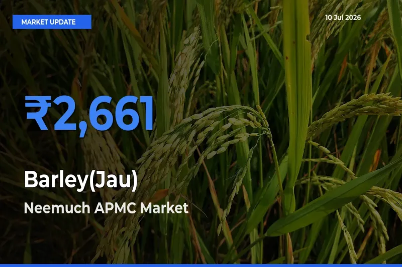 Neemuch APMC Emerges as Top Mandi for Barley(Jau) Prices Today