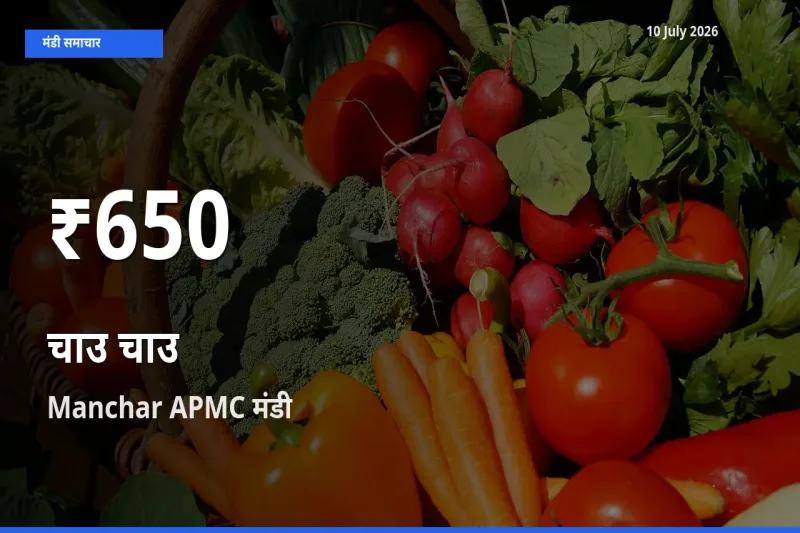 चाउ चाउ के दाम 30 दिनों के सबसे निचले स्तर पर, Manchar APMC
