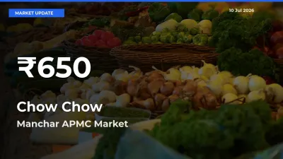 Chow Chow Falls to ₹650 in Manchar APMC – 30-Day Lowest Rate