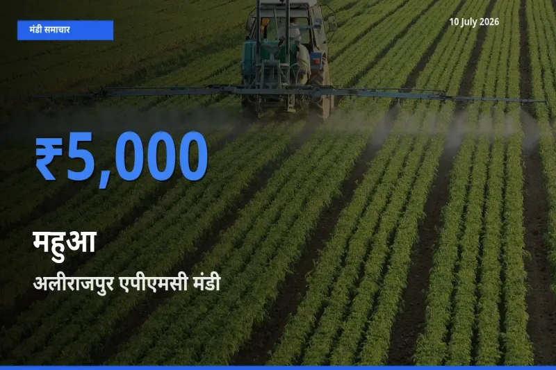 टॉप मंडी बना अलीराजपुर एपीएमसी! महुआ के सबसे ऊँचे दाम यहीं दर्ज