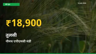 आज का मंडी भाव: नीमच एपीएमसी में तुलसी सबसे ऊँचे स्तर पर