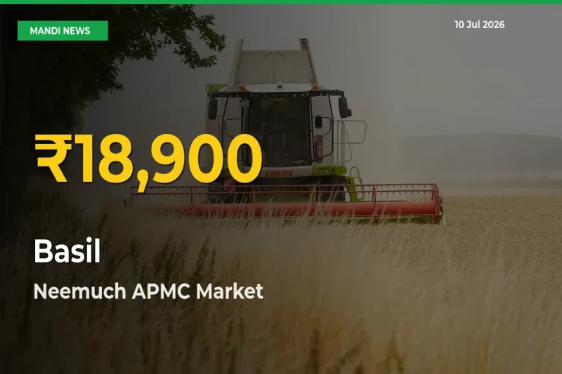 Basil Prices Soar to Record High in Neemuch APMC – Farmers Alert Today