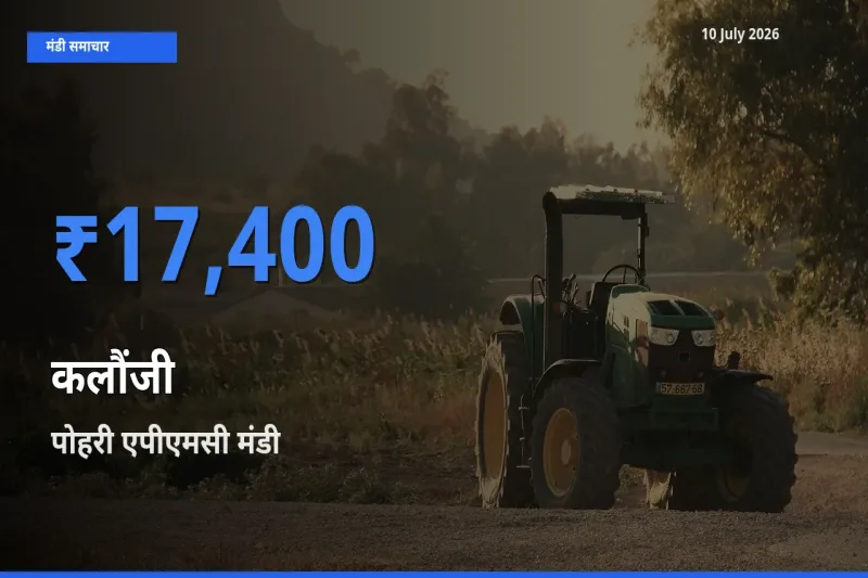 आज कलौंजी के सबसे ऊँचे दाम ₹17,400 पोहरी एपीएमसी मंडी में