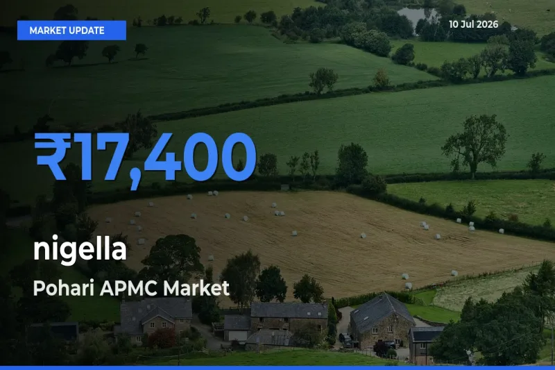 Pohari APMC Records Highest ₹17,400 Rate for nigella