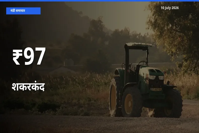97+ मंडियों में शकरकंद के दामों का एक जैसा ट्रेंड