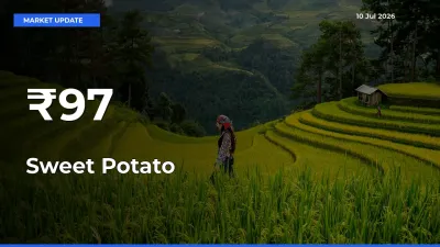 Sweet Potato Mandi Prices Move in Sync Across Major Markets Today