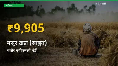 किसानों के लिए खुशखबरी! पचौर एपीएमसी में मसूर दाल (साबुत) के दाम रिकॉर्ड स्तर पर