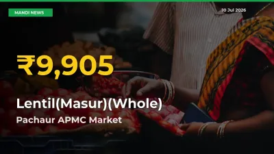 Lentil(Masur)(Whole) Prices Soar to Record High in Pachaur APMC – Farmers Alert Today