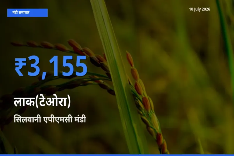 सिलवानी एपीएमसी मंडी में आज लाक(टेओरा) के सबसे ऊँचे दाम दर्ज