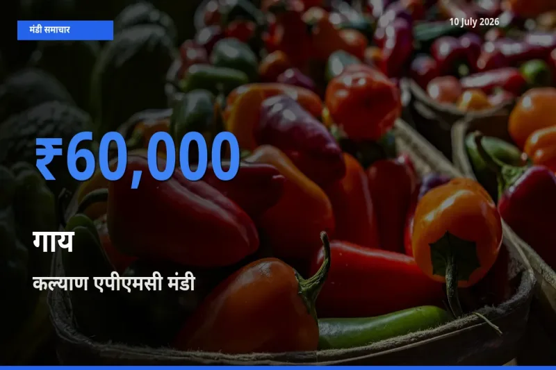 बाज़ार संकेत: कल्याण एपीएमसी बना गाय के लिए आज की टॉप मंडी