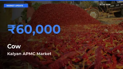 Kalyan APMC Tops Cow Rates – July 10 Market Update