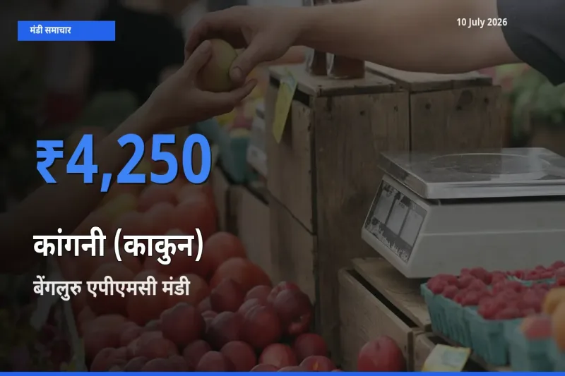 टॉप मंडी बना बेंगलुरु एपीएमसी! कांगनी (काकुन) के सबसे ऊँचे दाम यहीं दर्ज