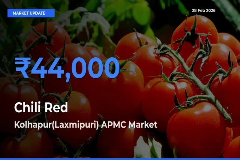 Farmers Prefer Kolhapur(Laxmipuri) APMC as Chili Red Hits Highest Rate