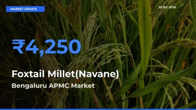 Bengaluru APMC Records Highest ₹4,250 Rate for Foxtail Millet(Navane)
