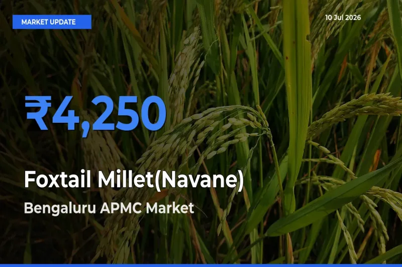 Bengaluru APMC Records Highest ₹4,250 Rate for Foxtail Millet(Navane)