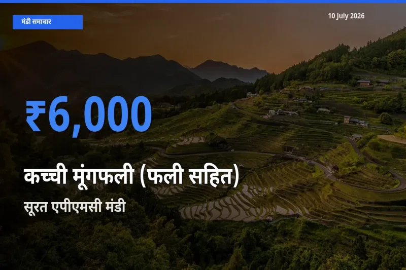 आज कच्ची मूंगफली (फली सहित) के सबसे ऊँचे दाम ₹6,000 सूरत एपीएमसी मंडी में