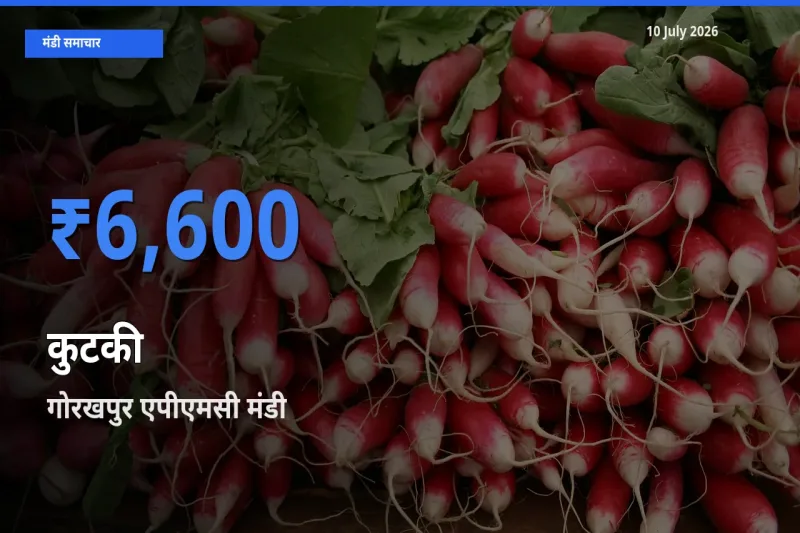 किसानों की पसंद बना गोरखपुर एपीएमसी, कुटकी के सबसे अच्छे दाम