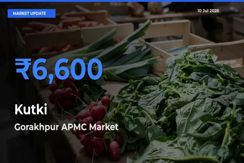 Farmers Prefer Gorakhpur APMC as Kutki Hits Highest Rate