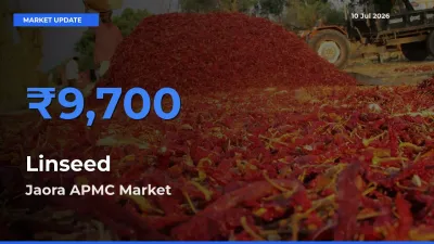 Linseed Mandi Rate Today: Jaora APMC Tops the List