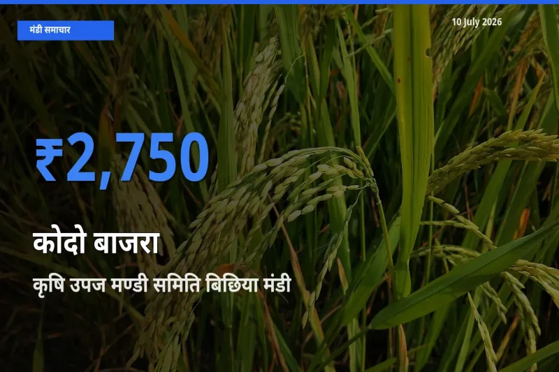 कृषि उपज मण्डी समिति बिछिया मंडी में कोदो बाजरा ₹2,750 पर पहुँचा – आज का सर्वोच्च भाव